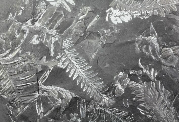 Wide Fossil Seed Fern Plate - Pennsylvania #73330